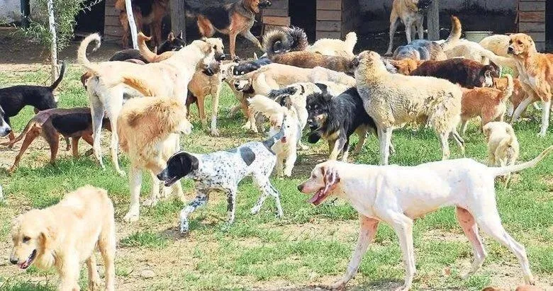 ak-parti-kaynaklari-sokak-kopeklerine-iliskin-kanun-teklifinden-otanazi-kelimesi-cikarilacak-1721661983474.jpeg Sahipsiz hayvanlara yönelik düzenlemeler içeren düzenleme komisyonda kabul edildi-2