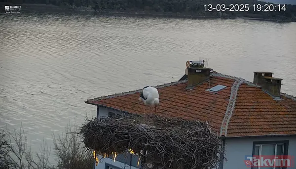 Yaren Leylek geldi: 14 yıl oldu! Yine Adem Yılmaz'ın kayığına kondu - 7