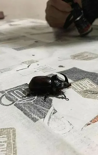 Bilecik'te "gergedan böceği" ilk kez görüldü