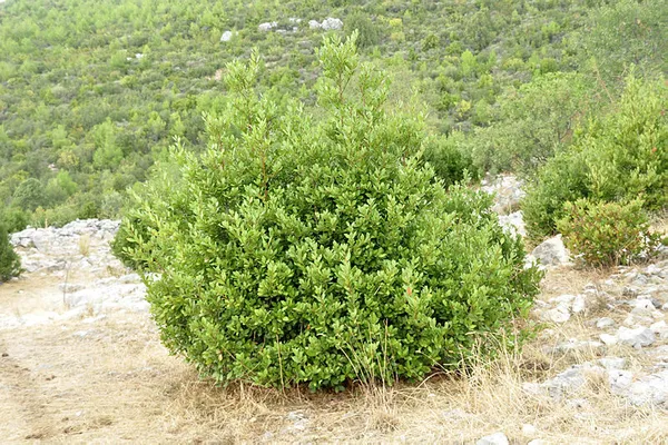 Avrupa'dan sipariş yağıyor! 5 milyon TL'lik gelir!-6