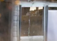 Koronavirüs devam ederken bir tavuk çiftliğinde tespit edildi! Dünya şokta! Geri döndü! Yeniden mi başlıyor?