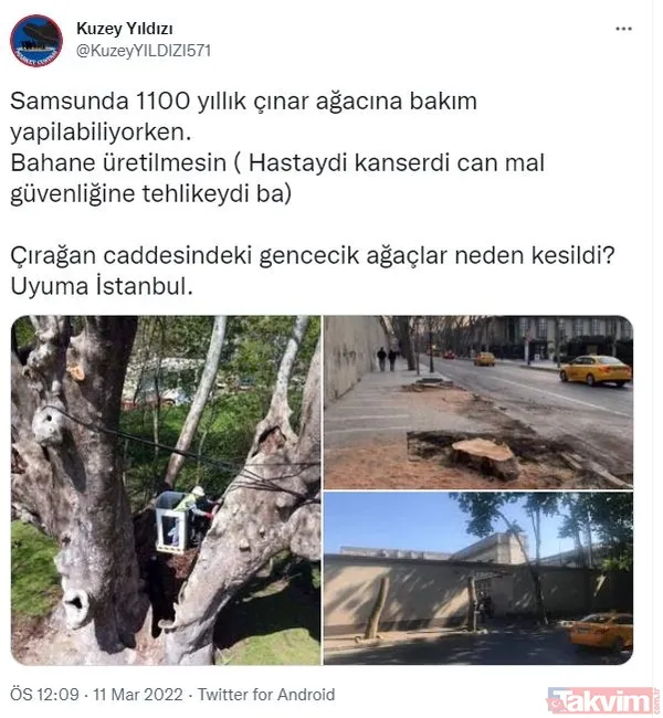 İstanbul tarihine kazınan bir ihanet! Ağaç zarar görmesin diye köşk yürüten Atatürk'ten asırlık çınarları katleden CHP'li İBB'ye - 23