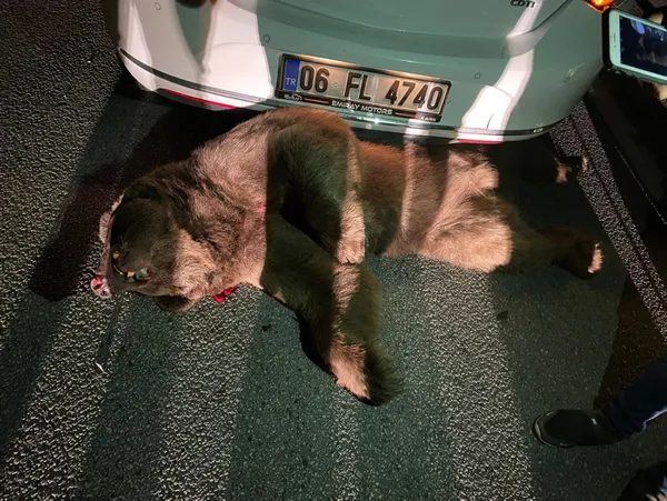 vah-ayi-vah-karayoluna-inen-bozayi-otomobilin-carpmasi-sonucu-oldu-1633590454332.jpg Vah ayı vah! Karayoluna inen bozayı otomobilin çarpması sonucu öldü-4