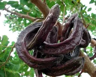 Kabızlığa keçiboynuzu