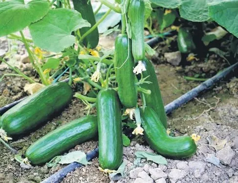 Tarlada 60 kuruş, markette 3 lira