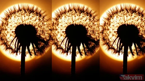 Gökyüzü Meraklılarının Heyecanla Beklediği Çiçek Dolunayı, Baharın En Görkemli Gökyüzü Olaylarından Biridir. Dolunayı İzlemek İsteyenler, "Çiçek Dolunayı Ne...