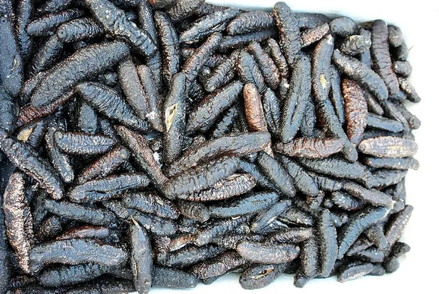 Deniz patlıcanı nedir, yenilir mi? Deniz patlıcanı avlamak neden yasaktır?-1