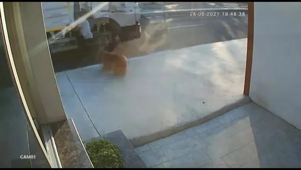 havlayan-kopekten-kacarken-hizla-ilerleyen-kamyon-carpti-1625045832026.jpg Havlayan köpekten kaçarken hızla ilerleyen kamyon çarptı-2