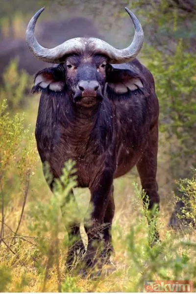 Ava giderken avlandı! Bir anda bufaloların arasında kalan aslanın zor anları (Aslan - Bufalo kavgası) - 26