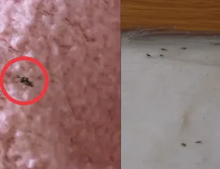 İstanbul’u istila etti! Vücuda yapışıp...