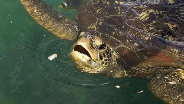 Antalya'da Behzat Doğan hapisten izinli çıktı eşine kurşun yağdırdı (Yaşam haberleri)-12