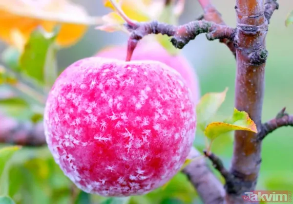 Zirai don sonrası çiftçiye rekor tazminat! Hangi ürünler etkilendi? İlave desteği kimler alacak? - 7
