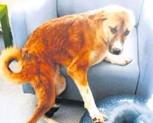 ’Şanslı’ köpek Almanya yolcusu