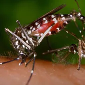Chikungunya virüsü nedir, belirtileri neler? Chikungunya virüsü bulaşıcı mı, nasıl tedavi edilir? Türkiye'de vaka görüldü mü?