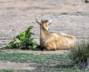 Tam her şey bitti derken...