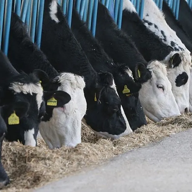 Türkiye’de süt üretimi 14 yılın zirvesine ulaştı!