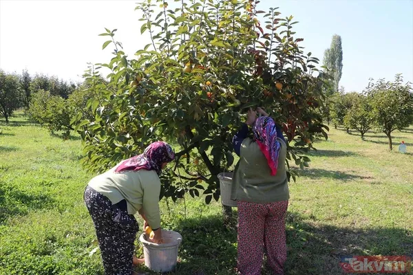 Cennet hurmasında yaş olanın fiyatı 6 kuru olanın fiyatı 50 TL! Almanlar kuru Ruslar yaş tercih ediyor - 6