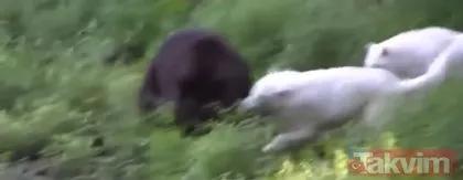 Dev pitonun yuvasına girdi! Böylesi daha önce hiç görülmedi ölümü göze aldı