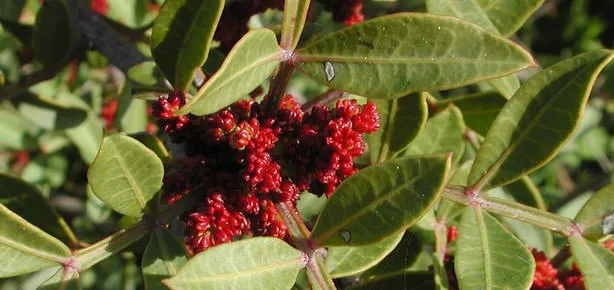 Dalak ilacı damla sakızı