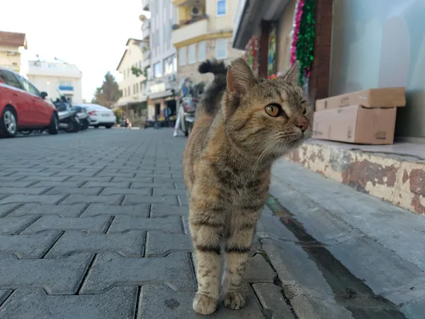 21-aralik-oncesinde-mugla-marmariste-sokak-kedilerinin-ortadan-kaybolmasi-satanizm-iddialarini-gundeme-getirdi-1608366464247.jpg 21 Aralık öncesinde Muğla Marmaris'te sokak kedilerinin ortadan kaybolması satanizm iddialarını gündeme getirdi-20