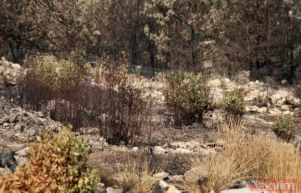 Türkiye'nin en kalitelisi! 5 milyon lira gelir elde edilen defne alanı orman yangınlarında yok oldu - 4