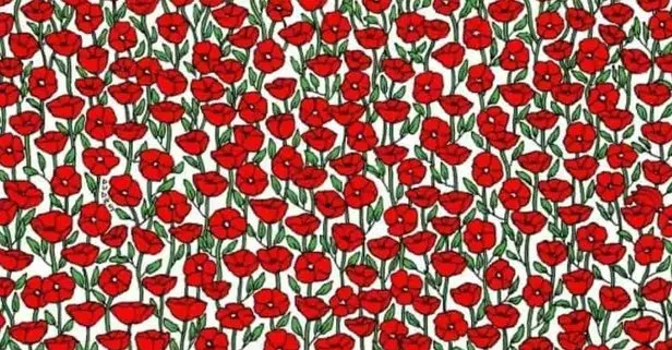 Resimdeki yengeç nerede? Zeka testi: 387 kişi denedi 8'i başarıya ulaştı