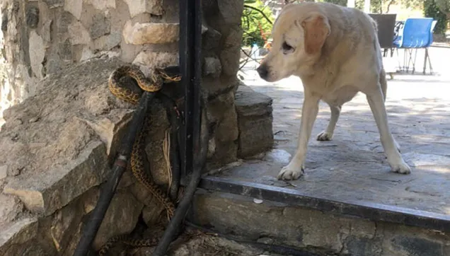 Bursa'da panik anları: Yılan köpeğe saldırdı |Video