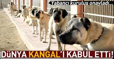Dünya 'kangal'ı kabul etti