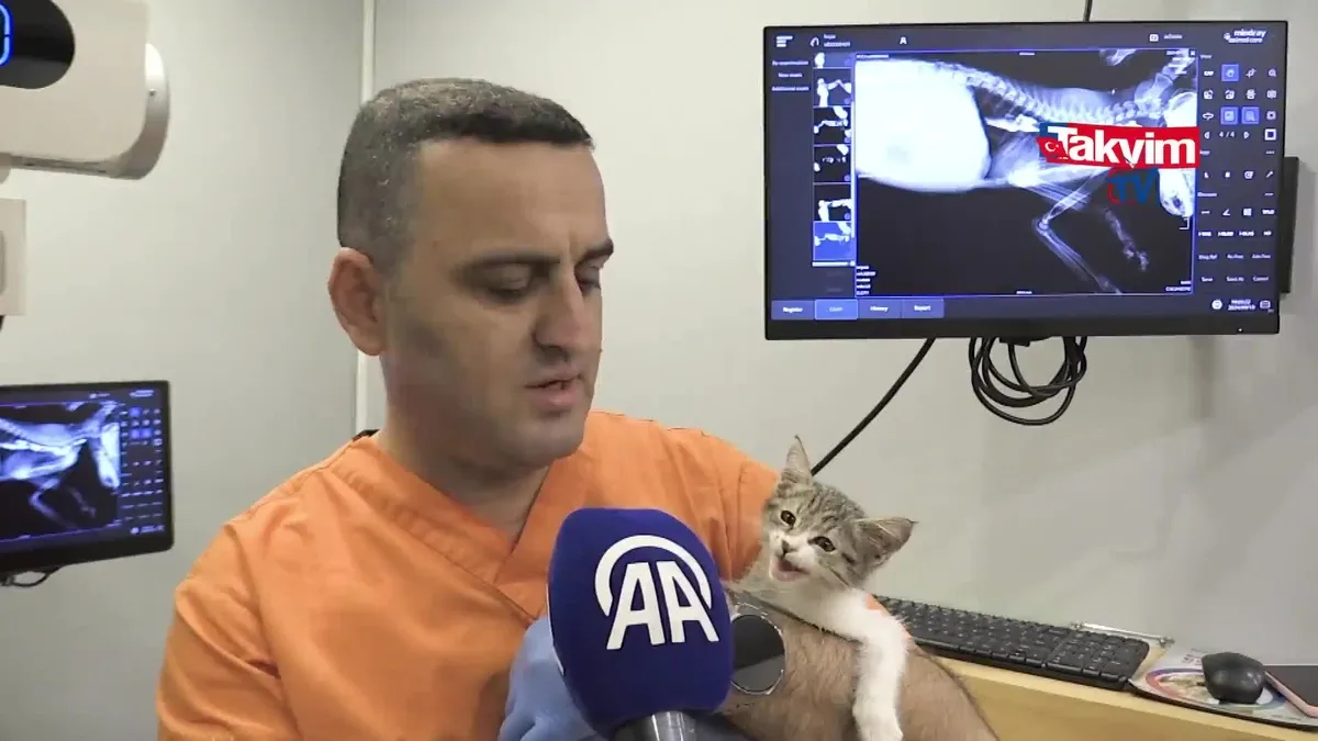 Tavuk sesi çıkaran kedi kamerada!