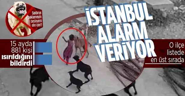 İstanbul’un 25 ilçesi adeta alarm veriyor! Sahipsiz köpeklerin saldırıları ile ilgili ihbarlar arttı
