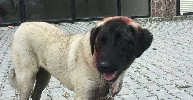 Samsun’da yulaflarını ezdiği için komşusunun köpeğini tüfekle vuran şüpheli gözaltına alındı