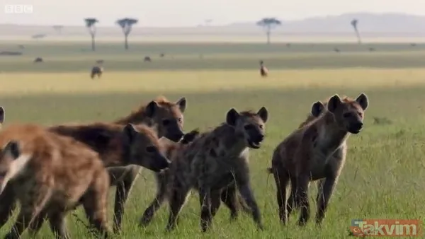 Cesur aslan onlarca sırtlanın arasında girdi! Vahşi doğada şoke eden kare! Sonrasında ise kaçınılmaz ölüm - 10