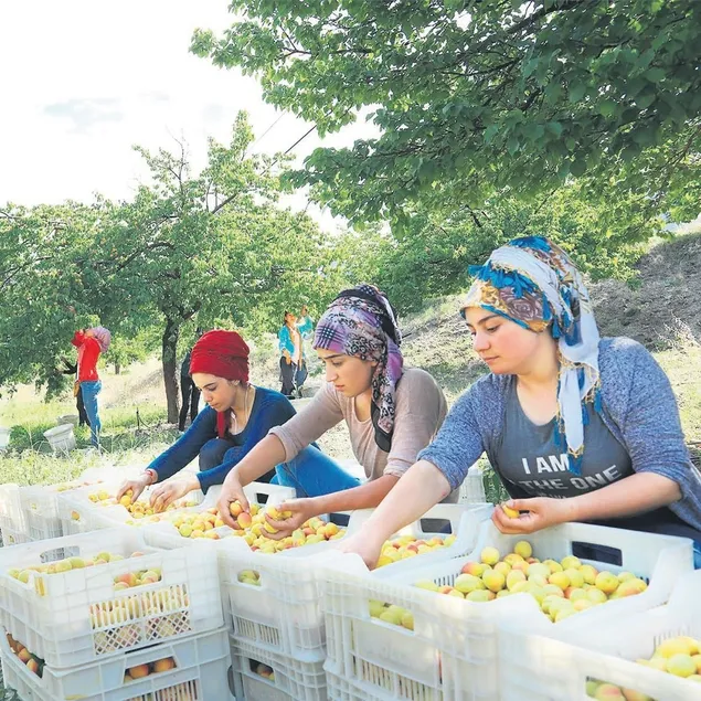 El ele verir çiçek açarız