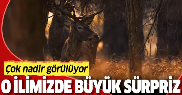 Nadir görülen kızıl geyikler Bursa’da görüntülendi