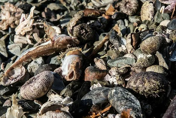 Rusya'daki görüntü herkesi korkuttu! Onlarca ceset kıyıya vurdu-7