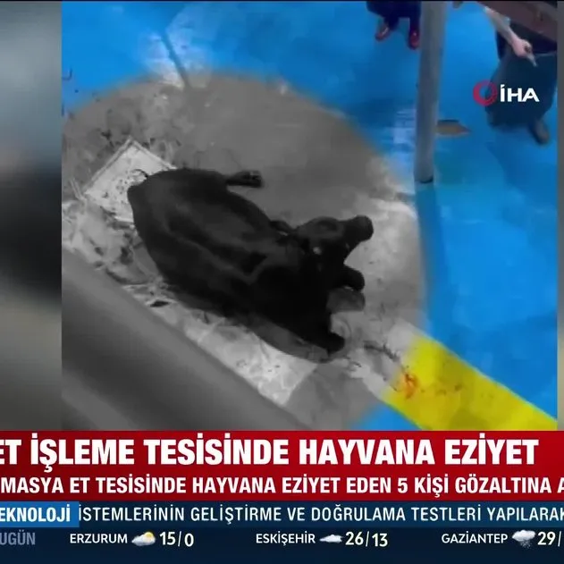 Amasya Kral Et Entegre Merkezi’nde hayvana eziyet görüntüleri viral oldu! Defalarca balta ile vurdular: 5 Gözaltı!