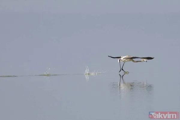 Minik allı turnalar (flamingolar) uçmayı İzmir Kuş Cenneti'ndeki doğal kreşte öğreniyorlar - 4