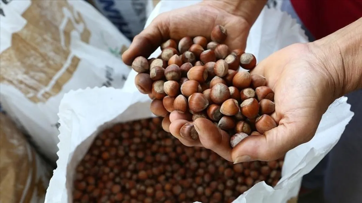 Bir avuç sağlık! İşte kemikleri güçlendiren fındığın faydaları