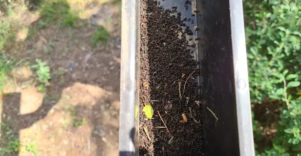 İstanbul'da Adalar'da çam ağaçları kuruma tehlikesiyle karşı karşıya! 12 dişli kabuk böceğine karşı tuzak kuruldu