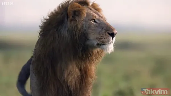 Cesur aslan onlarca sırtlanın arasında girdi! Vahşi doğada şoke eden kare! Sonrasında ise kaçınılmaz ölüm - 5