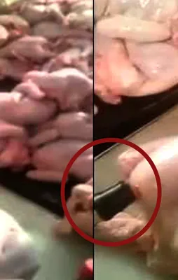 Tavuk etinde korkunç hile!