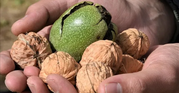 Ceviz dişlere birebir