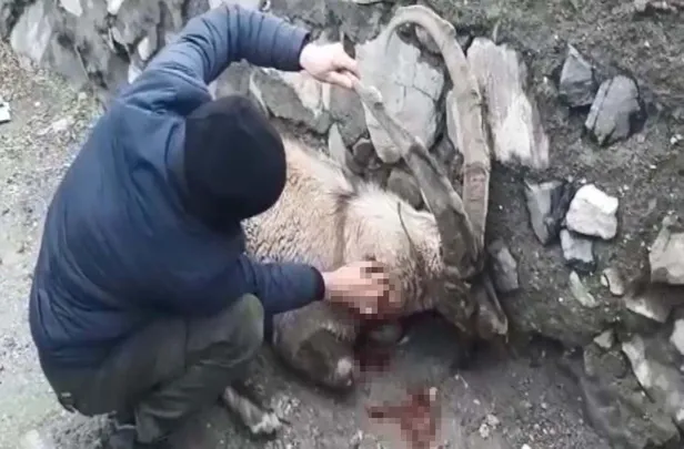 Yaralı dağ keçisine Mehmetçik'ten şefkat eli-1