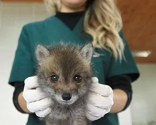 Yavru köpek sandı tilki çıktı