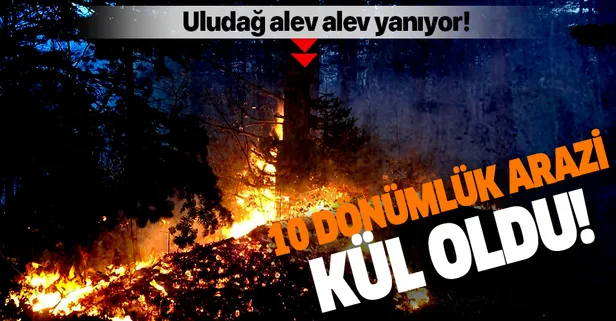 Uludağ'da orman yangını!