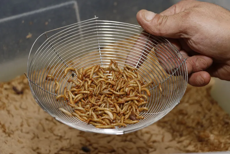 Antalya'da çekirgenin kavurmasını yapıp ailesine yediriyor! - 7