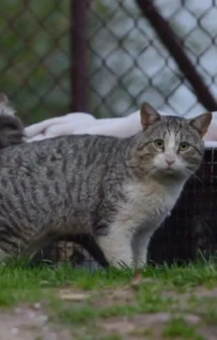 Avustralya 2 milyon kediyi öldürmek için çalışma başlattı