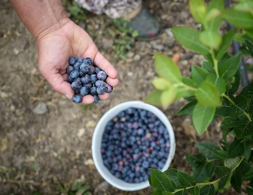 ’Yaban’a atmayın