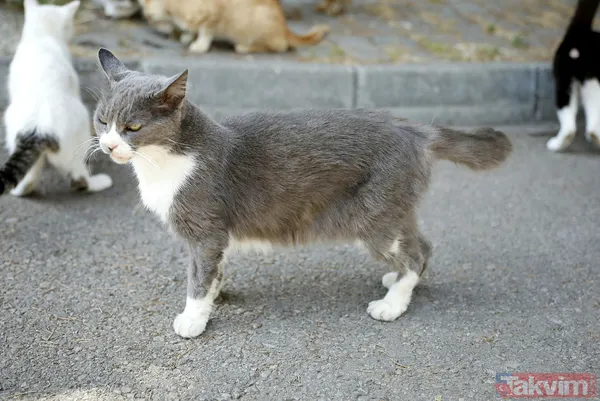 Büyükada'da salgın! 4 ayda 700 kedi Feline Enfeksiyoz Peritonit (FIP) hastalığından öldü! Hayvanseverler CHP'li belediyeyi kayıt tutmadığı için suçladı - 47