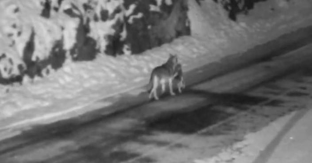 Görüntüler vahşi doğa belgesellerini aratmadı| Aç kurtlar sokağa indi! Köpekleri paramparça etti